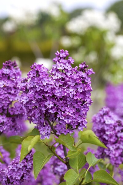 Syringa vulgaris Katherine Havemeyer 60- 80 cm