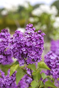 Syringa vulgaris Katherine Havemeyer 60- 80 cm