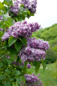 Syringa vulgaris Katherine Havemeyer 60- 80 cm