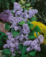 Syringa vulgaris Katherine Havemeyer 60- 80 cm