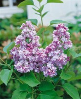 Syringa vulgaris Katherine Havemeyer 60- 80 cm