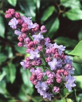 Syringa vulgaris Katherine Havemeyer 60- 80 cm