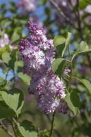 Syringa vulgaris Michel Buchner 80- 100 cm