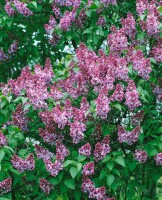 Syringa vulgaris Michel Buchner 80- 100 cm