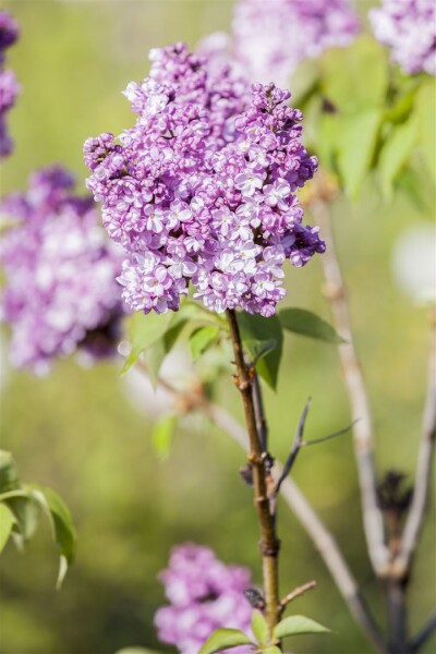 Syringa vulgaris Prince Wolkonsky 60- 80 cm