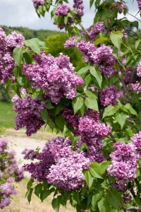 Syringa vulgaris Prince Wolkonsky 60- 80 cm