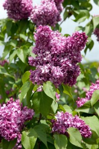 Syringa vulgaris Prince Wolkonsky 60- 80 cm