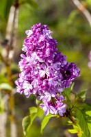 Syringa vulgaris Prince Wolkonsky 60- 80 cm