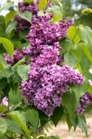 Syringa vulgaris Prince Wolkonsky 60- 80 cm