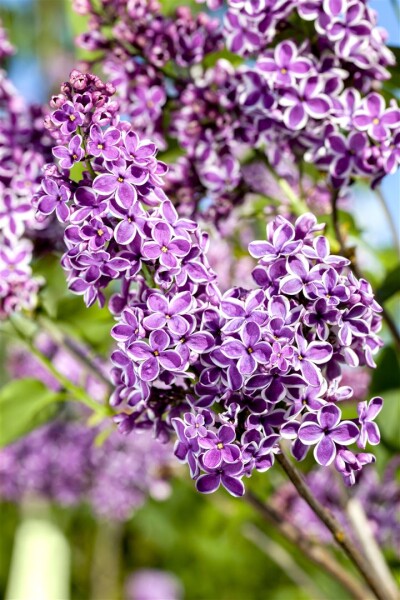 Syringa vulgaris Sensation 60- 80 cm