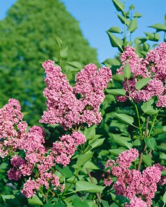 Syringa vulgaris Sensation 60- 80 cm