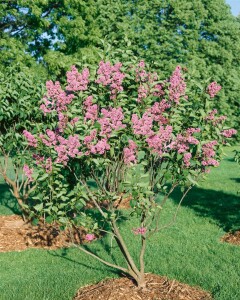 Syringa vulgaris Sensation 60- 80 cm