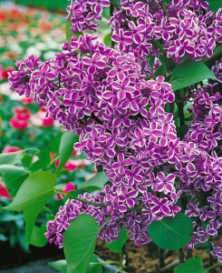 Syringa vulgaris Sensation 60- 80 cm