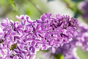 Syringa vulgaris Sensation 60- 80 cm