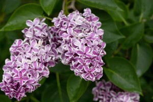 Syringa vulgaris Sensation 60- 80 cm