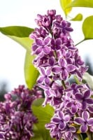 Syringa vulgaris Sensation 60- 80 cm