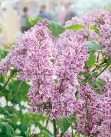 Syringa vulgaris Sensation 60- 80 cm