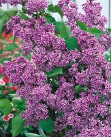 Syringa vulgaris Sensation 60- 80 cm