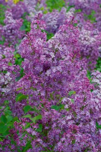 Syringa vulgaris Sensation 80- 100 cm