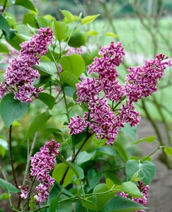 Syringa vulgaris Sensation 80- 100 cm