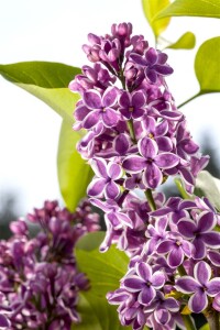 Syringa vulgaris Sensation 80- 100 cm