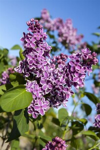 Syringa vulgaris Sensation 80- 100 cm