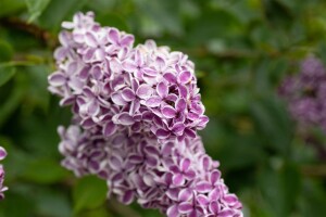 Syringa vulgaris Sensation 80- 100 cm