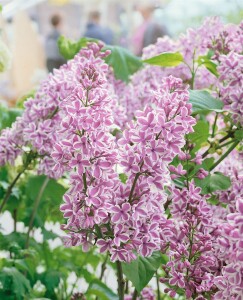 Syringa vulgaris Sensation 80- 100 cm