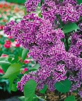 Syringa vulgaris Sensation 80- 100 cm