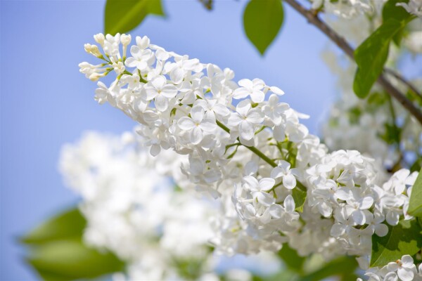 Syringa vulgaris Souvenier de Alice Harding C7,5