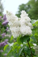 Syringa vulgaris Souvenier de Alice Harding C7,5