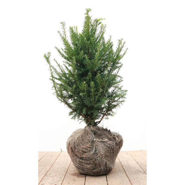 Taxus baccata mB 40-50