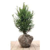 Taxus baccata mb 40-50 cm