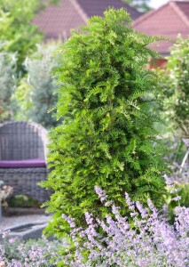 Taxus baccata Kugel 3xv mB 25- 30 cm