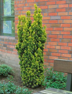 Taxus baccata Kugel 3xv mB 25- 30 cm