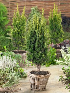 Taxus baccata Kugel 3xv mB 25- 30 cm