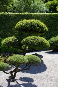 Taxus baccata Kugel 3xv mB 25- 30 cm