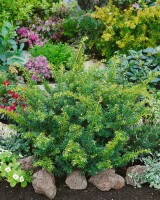 Taxus baccata Kugel 3xv mB 25- 30 cm