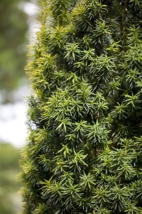 Taxus baccata Kugel 3xv mB 30-35