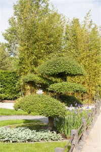 Taxus baccata Kugel 3xv mB 30-35