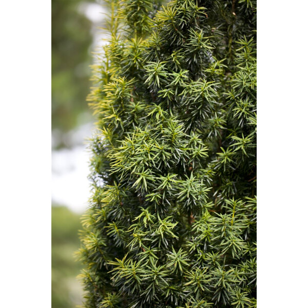 Taxus baccata mB 100-125
