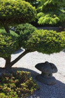 Taxus baccata Würfel 4xv mDb 50-55