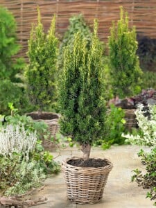 Taxus baccata Halbkugel 4xv mDb 60-70