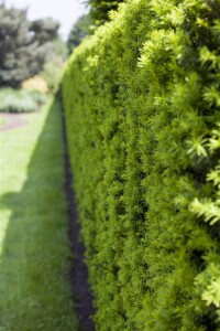 Taxus baccata Pyramide 5xv mDb 125-150