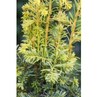 Taxus baccata Dovastonii Aurea mb 60-70 cm