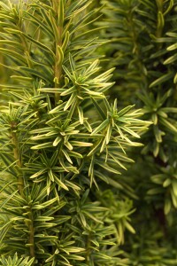 Taxus baccata Fastigiata Aurea 3xv mB 80-90