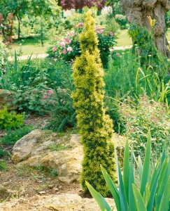 Taxus baccata Fastigiata Aurea 3xv mB 80-90