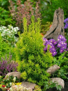 Taxus baccata Fastigiata Aurea 3xv mB 80-90