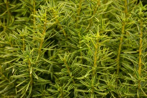 Taxus baccata Fastigiata Aurea 3xv mB 80-90