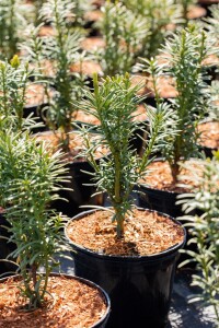 Taxus baccata Fastigiata Aurea 3xv mB 80-90